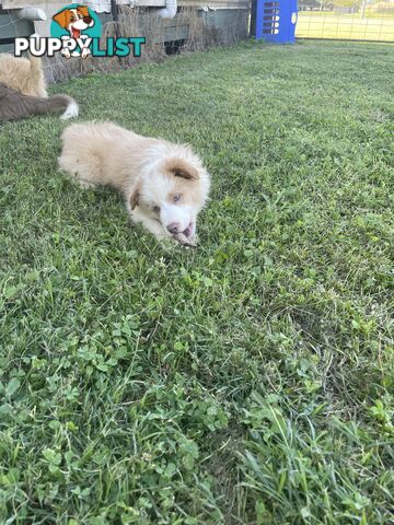 Pure bred long haired border collies