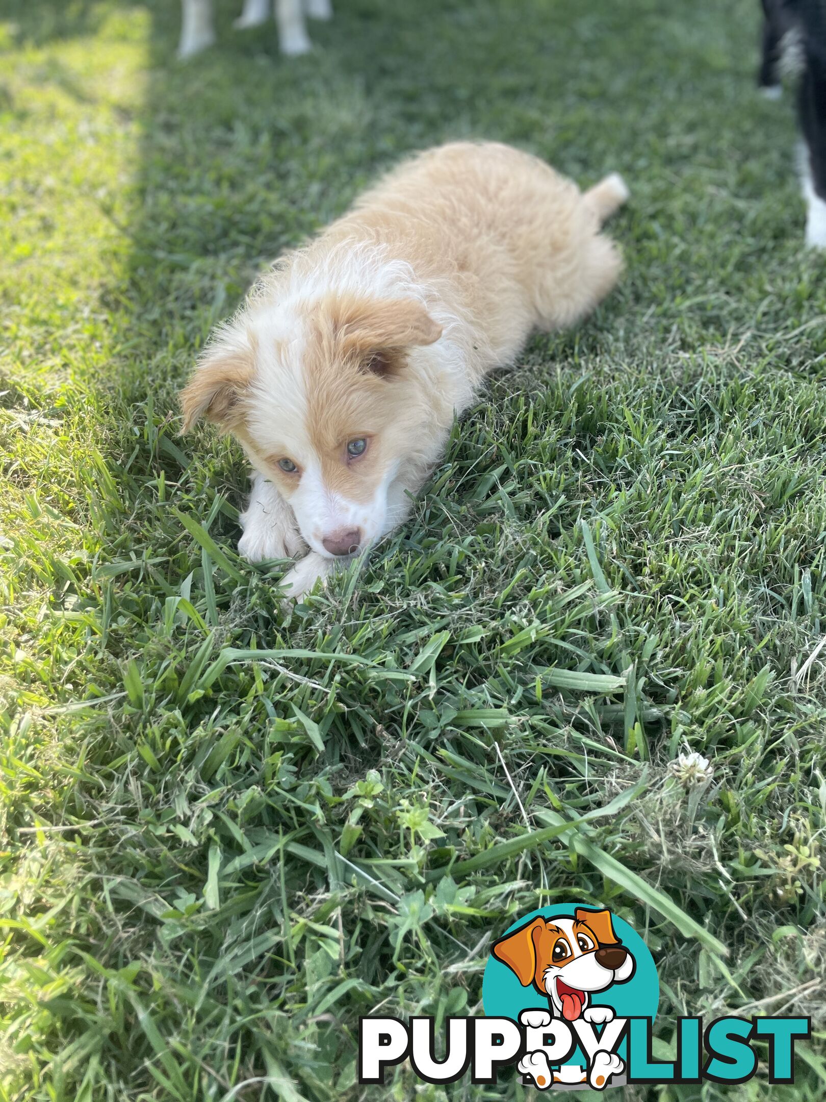 Pure bred long haired border collies