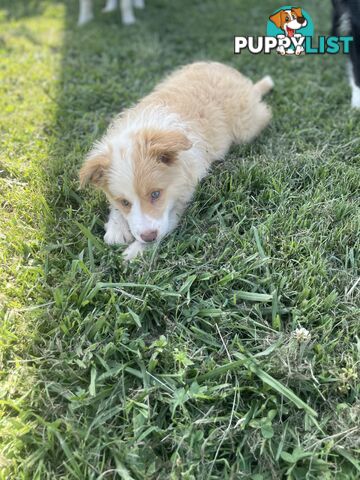 Pure bred long haired border collies