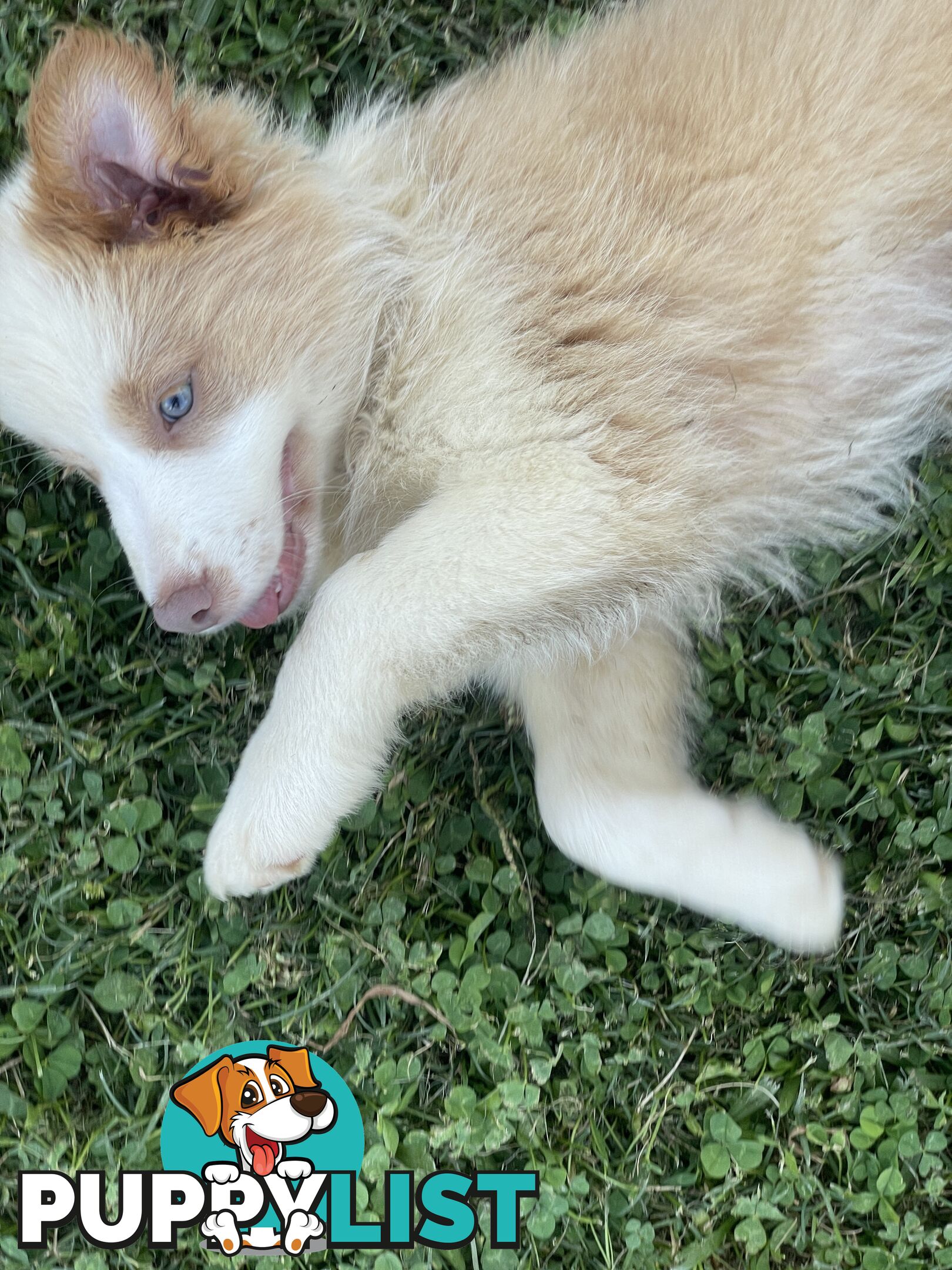 Pure bred long haired border collies