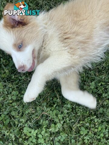 Pure bred long haired border collies