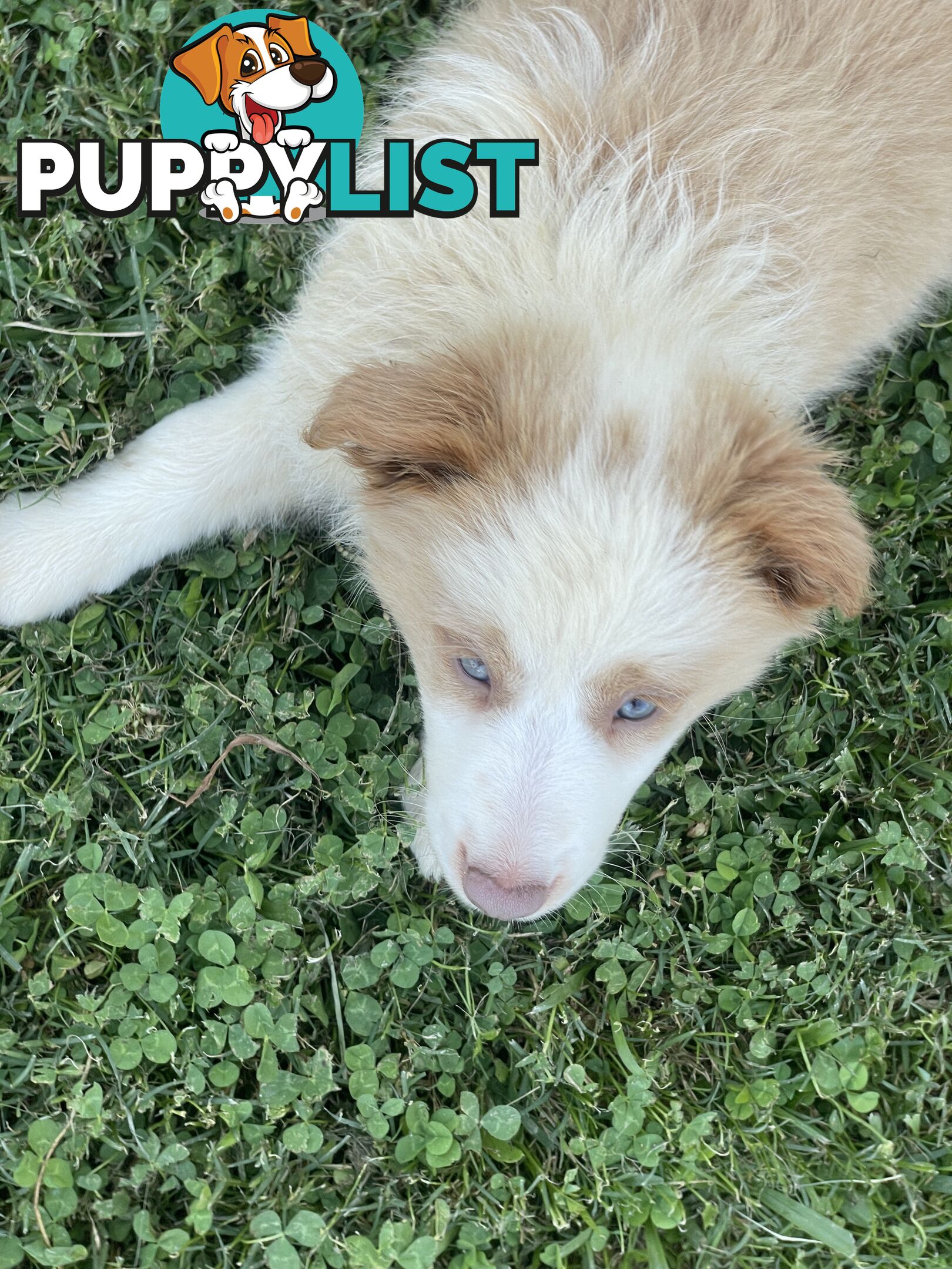 Pure bred long haired border collies