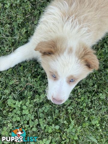 Pure bred long haired border collies