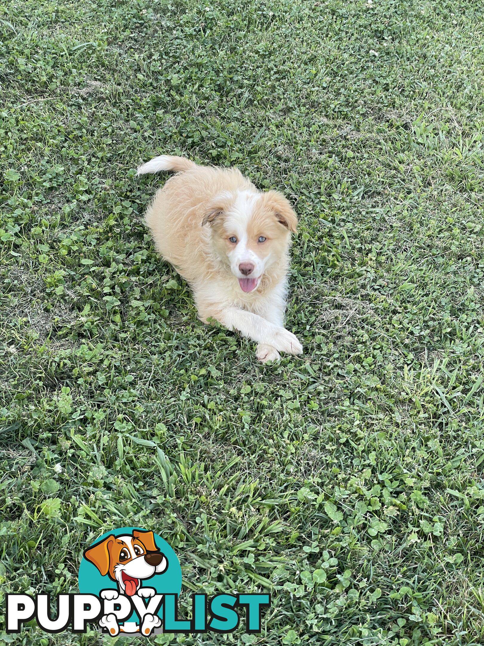 Pure bred long haired border collies