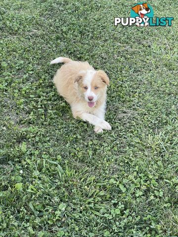 Pure bred long haired border collies