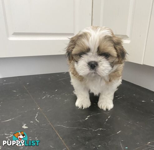 Shihtzu Maltese puppies