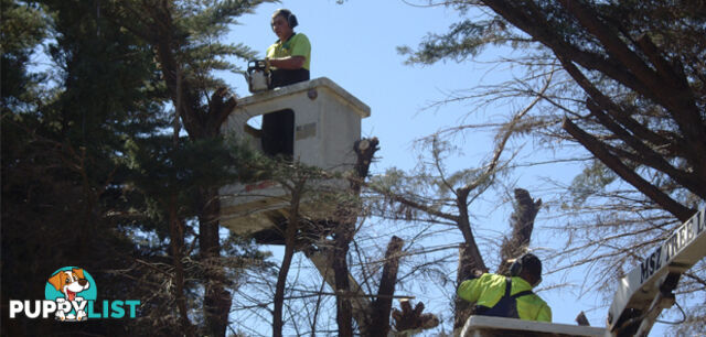 Tree Removal Specialist, Rockbank, VIC