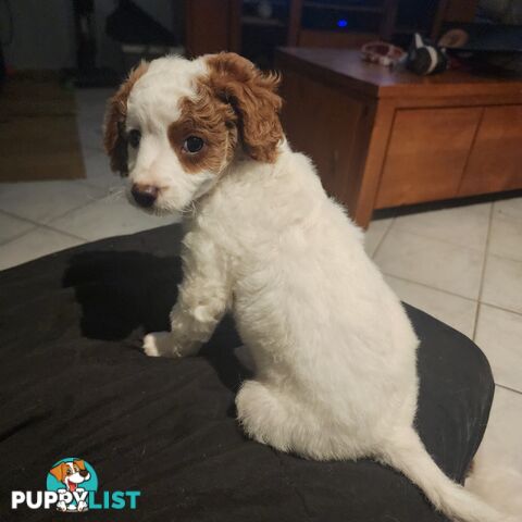 Cavoodle puppies