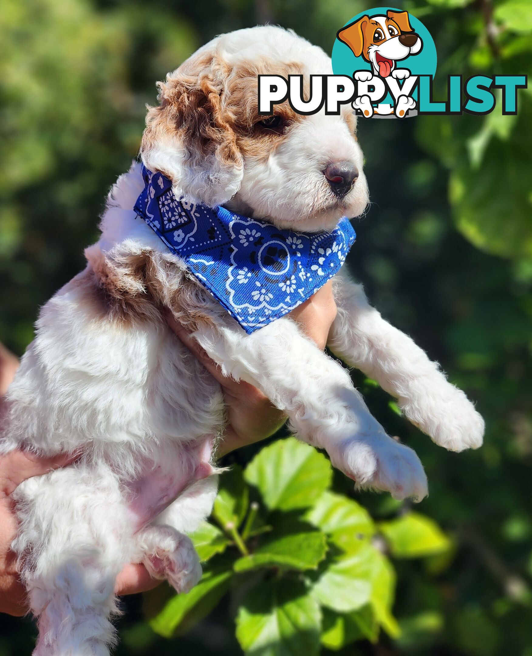 Cavoodle puppies