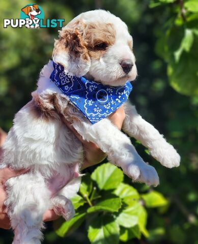 Cavoodle puppies