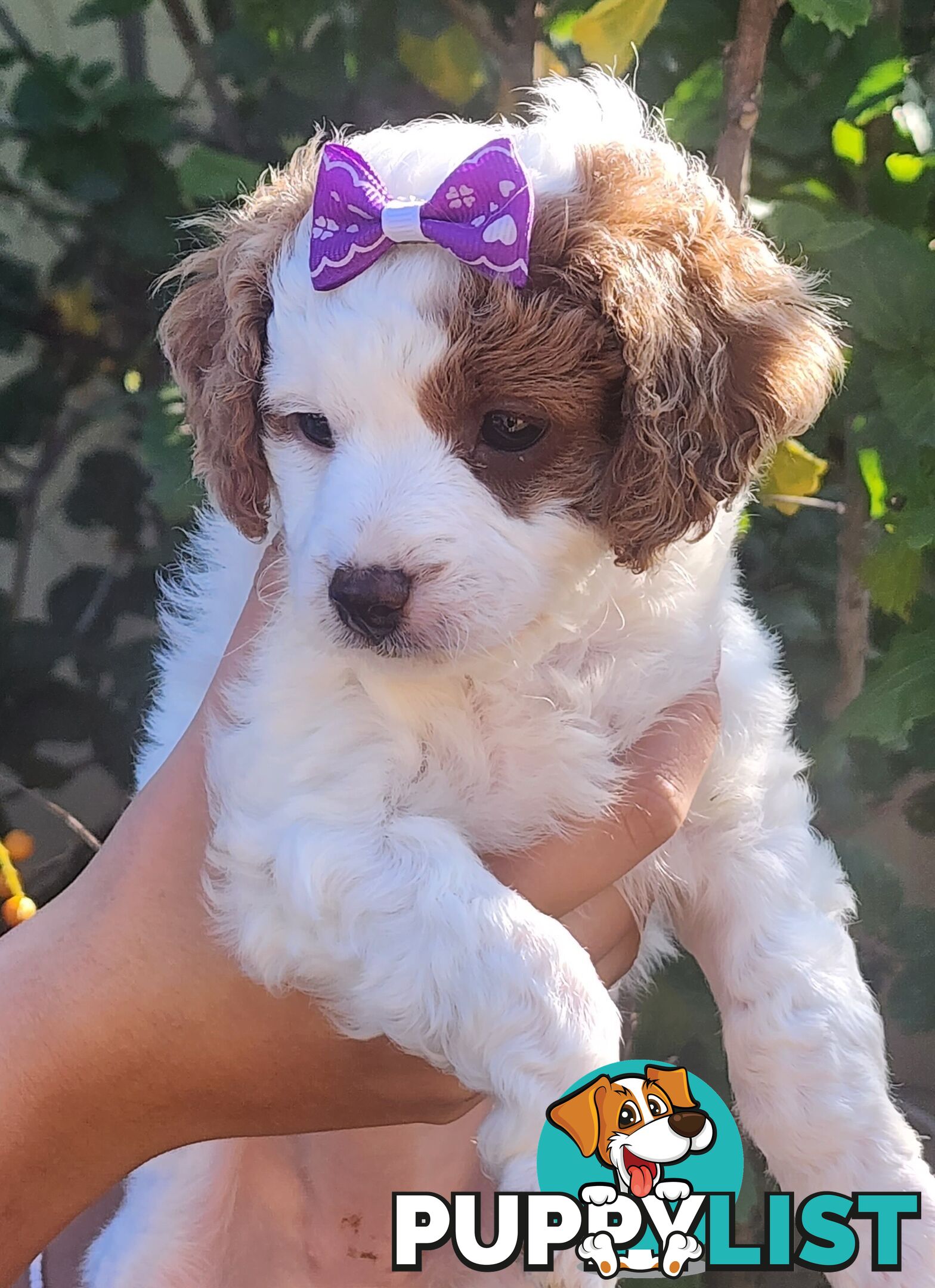 Cavoodle puppies