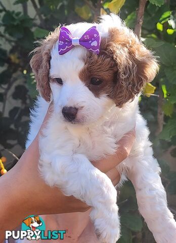 Cavoodle puppies