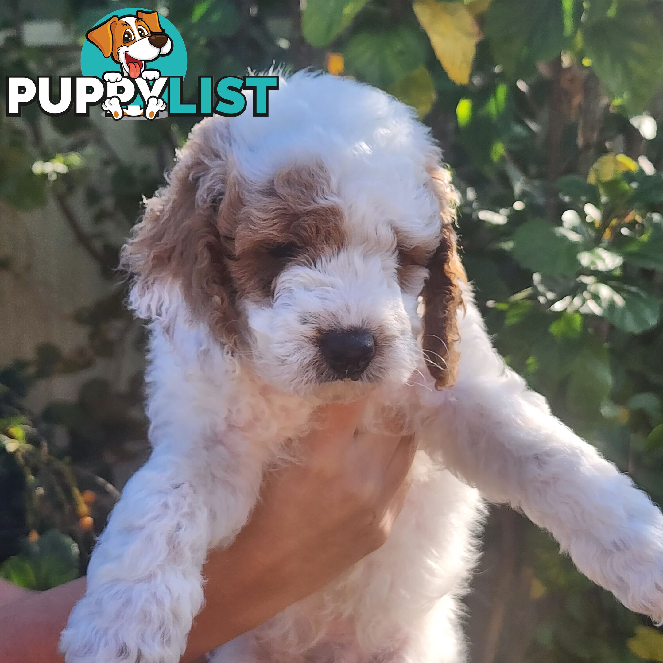 Cavoodle puppies