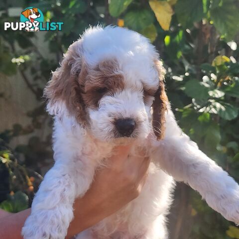 Cavoodle puppies