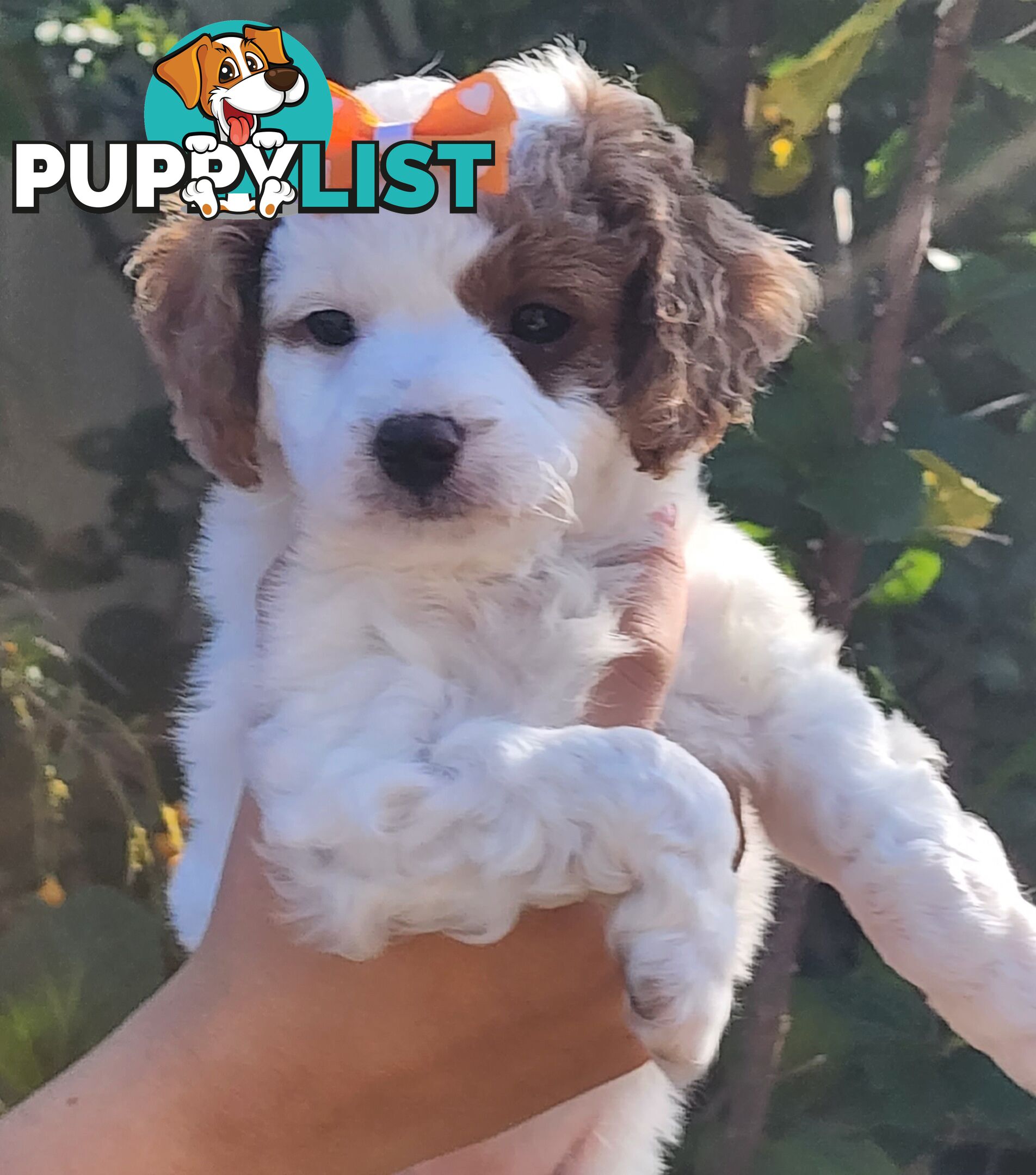 Cavoodle puppies