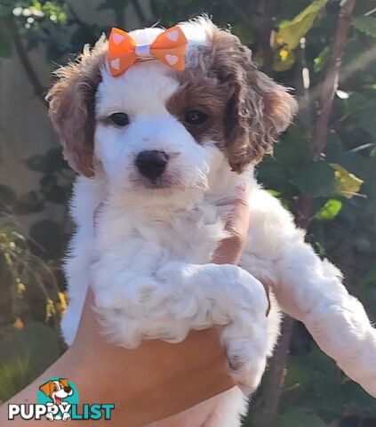 Cavoodle puppies