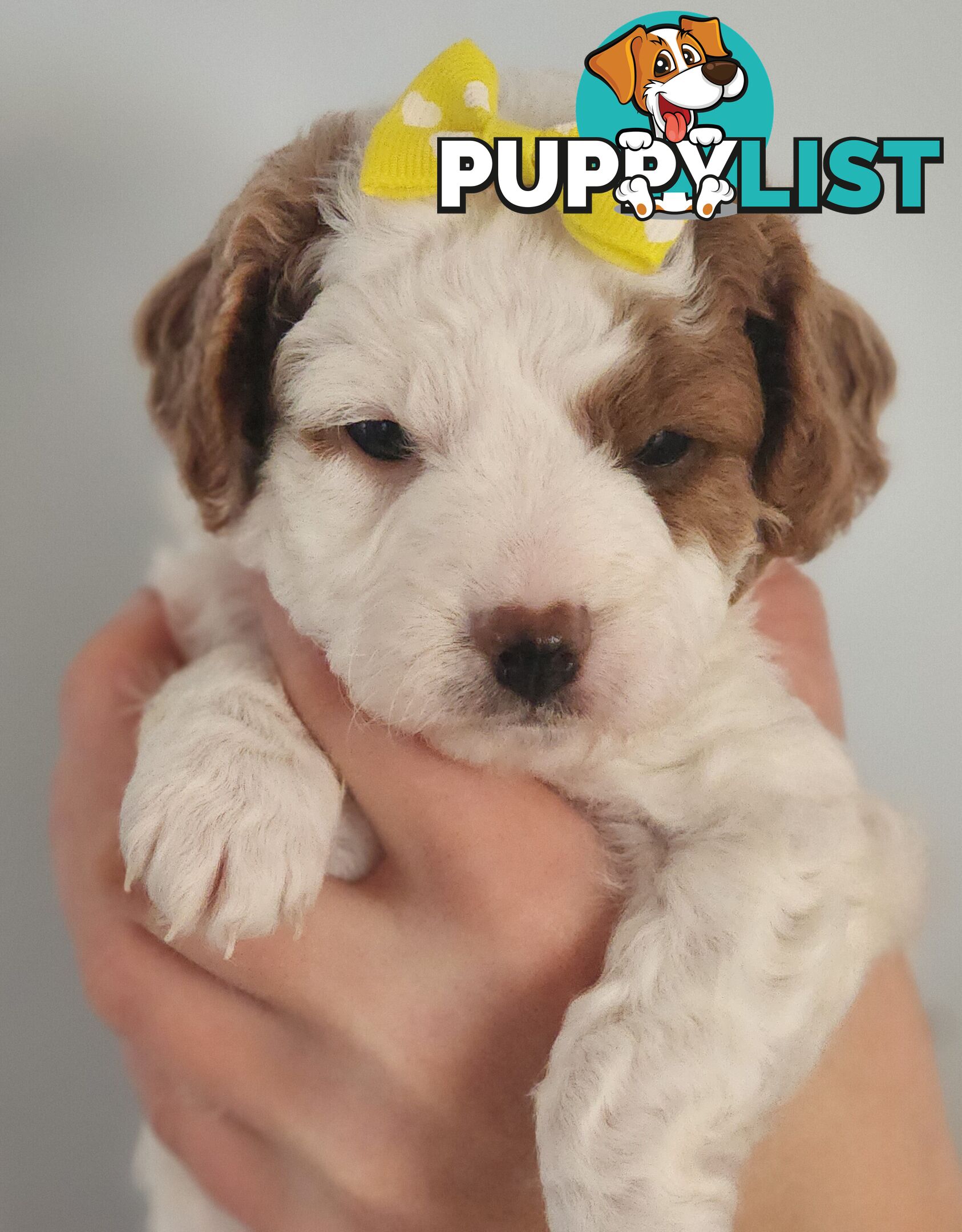 Cavoodle puppies