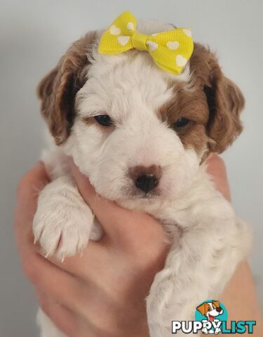 Cavoodle puppies