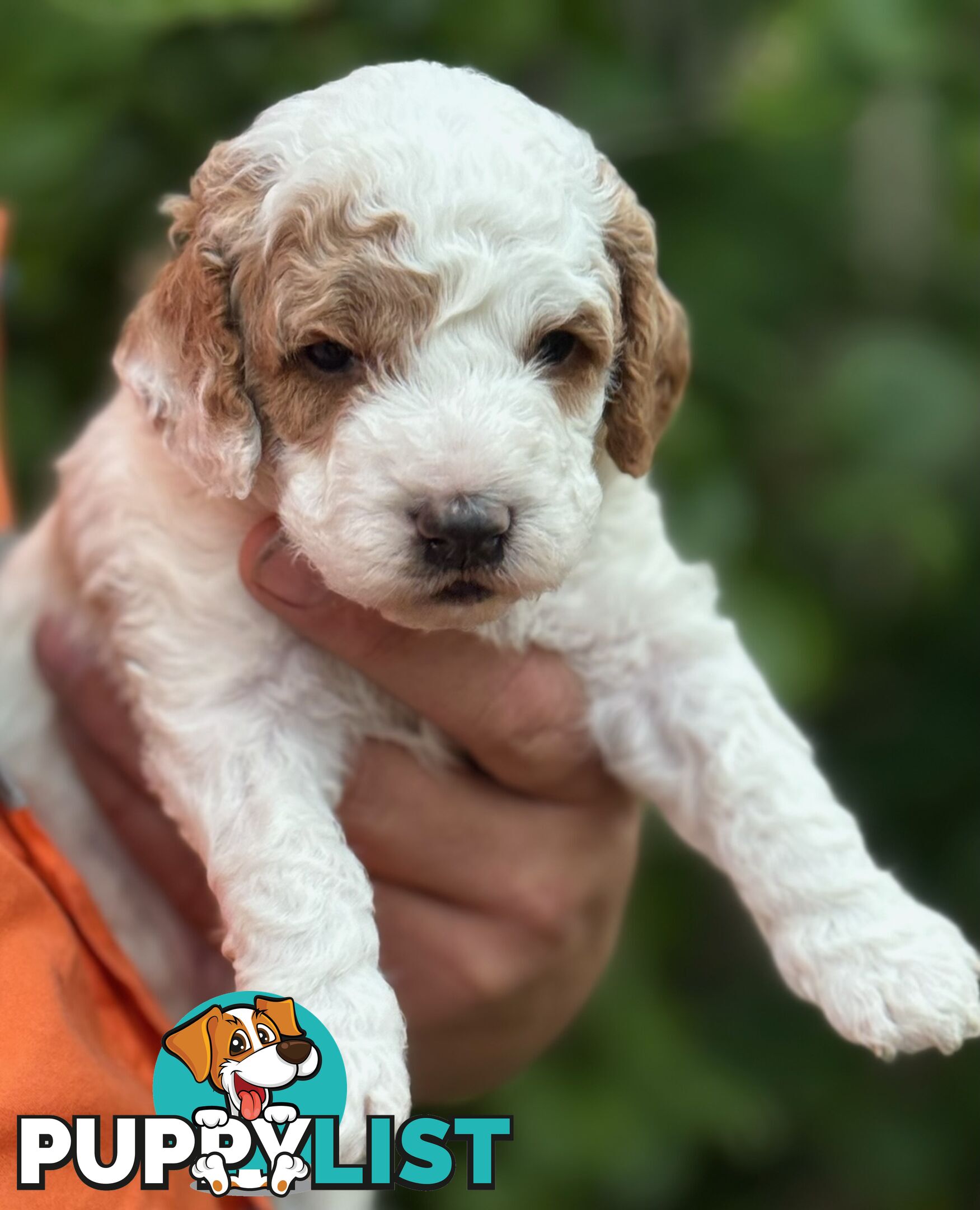 Cavoodle puppies