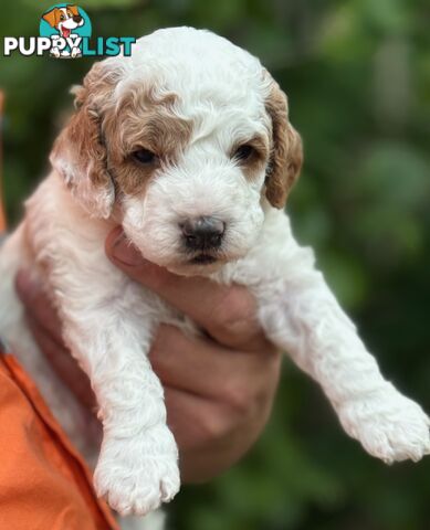 Cavoodle puppies