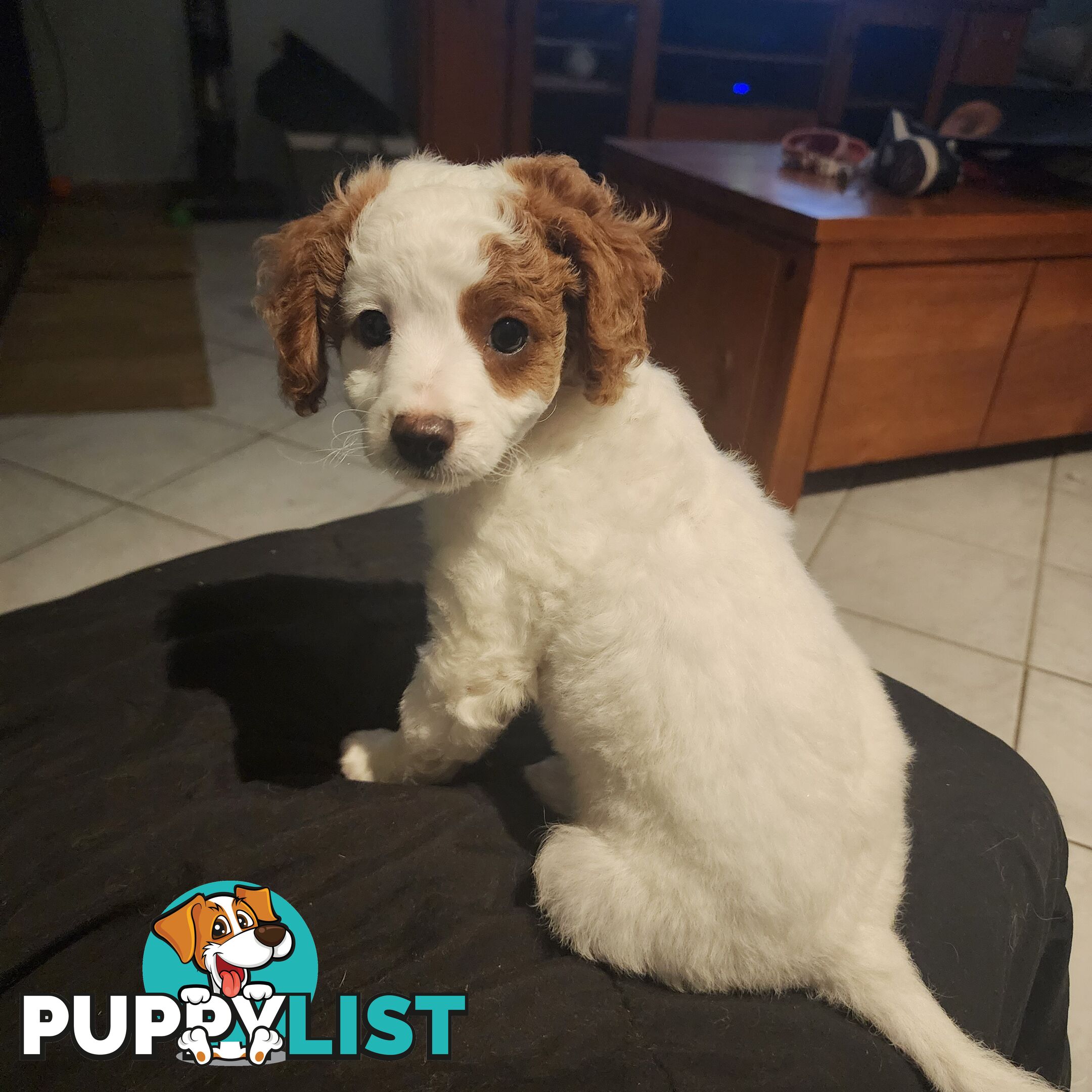 Cavoodle puppies