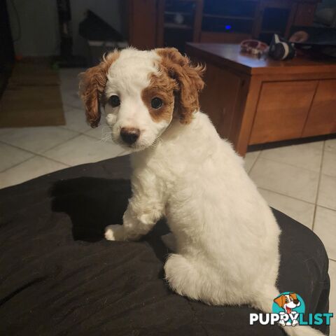 Cavoodle puppies