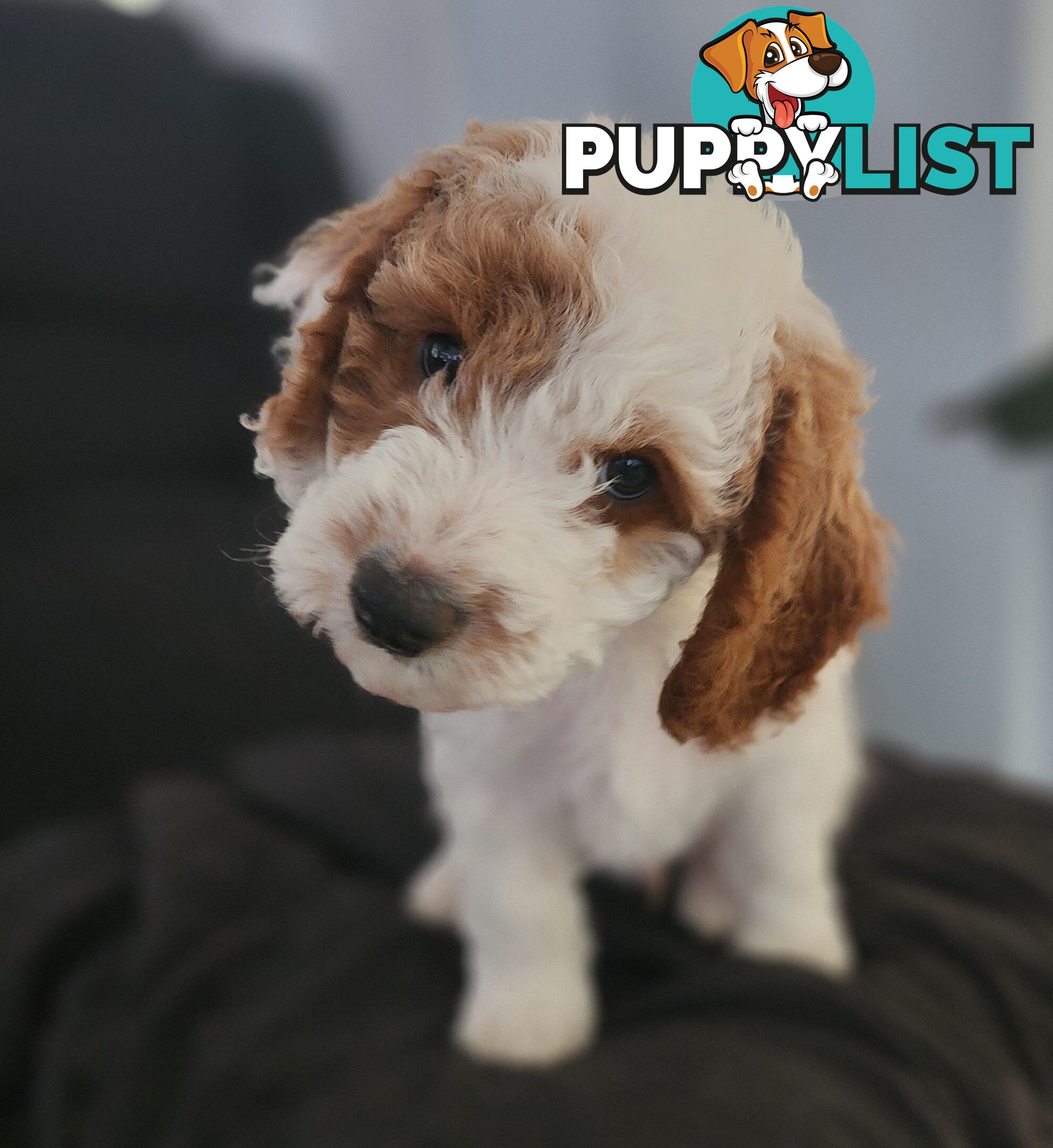 Cavoodle puppies