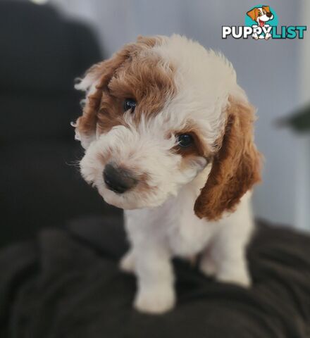 Cavoodle puppies