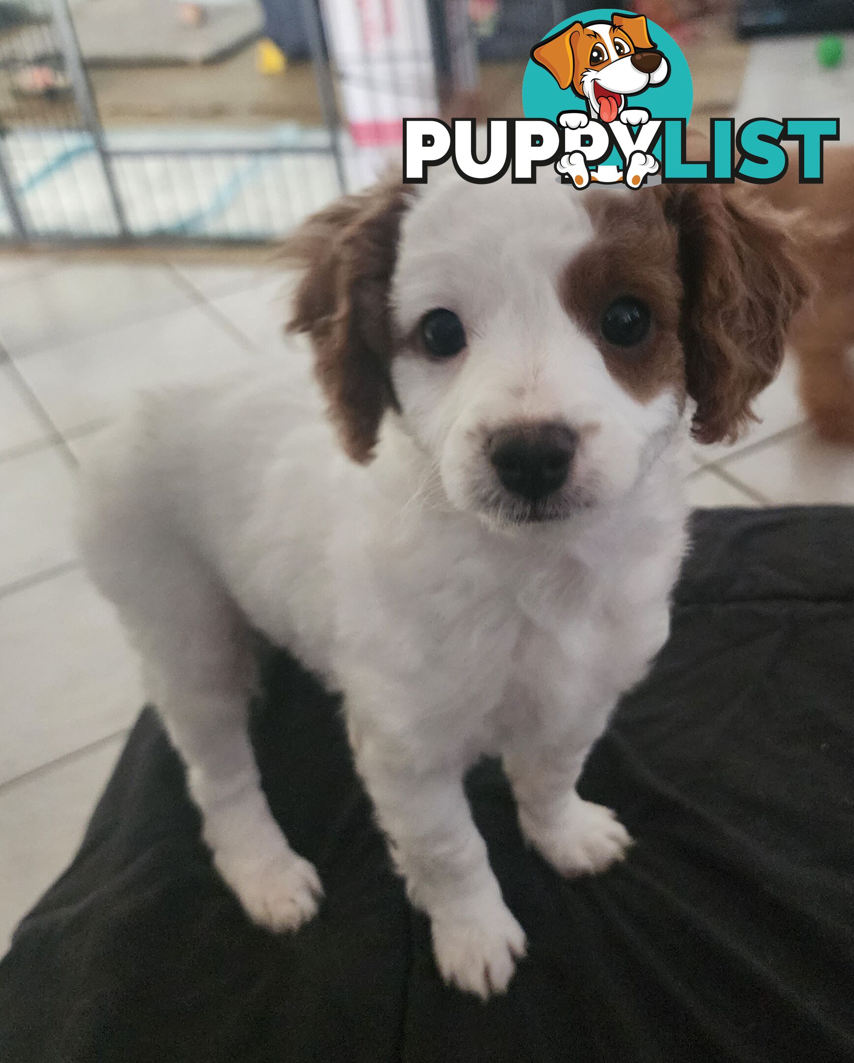 Cavoodle puppies