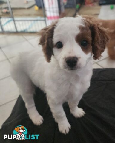 Cavoodle puppies