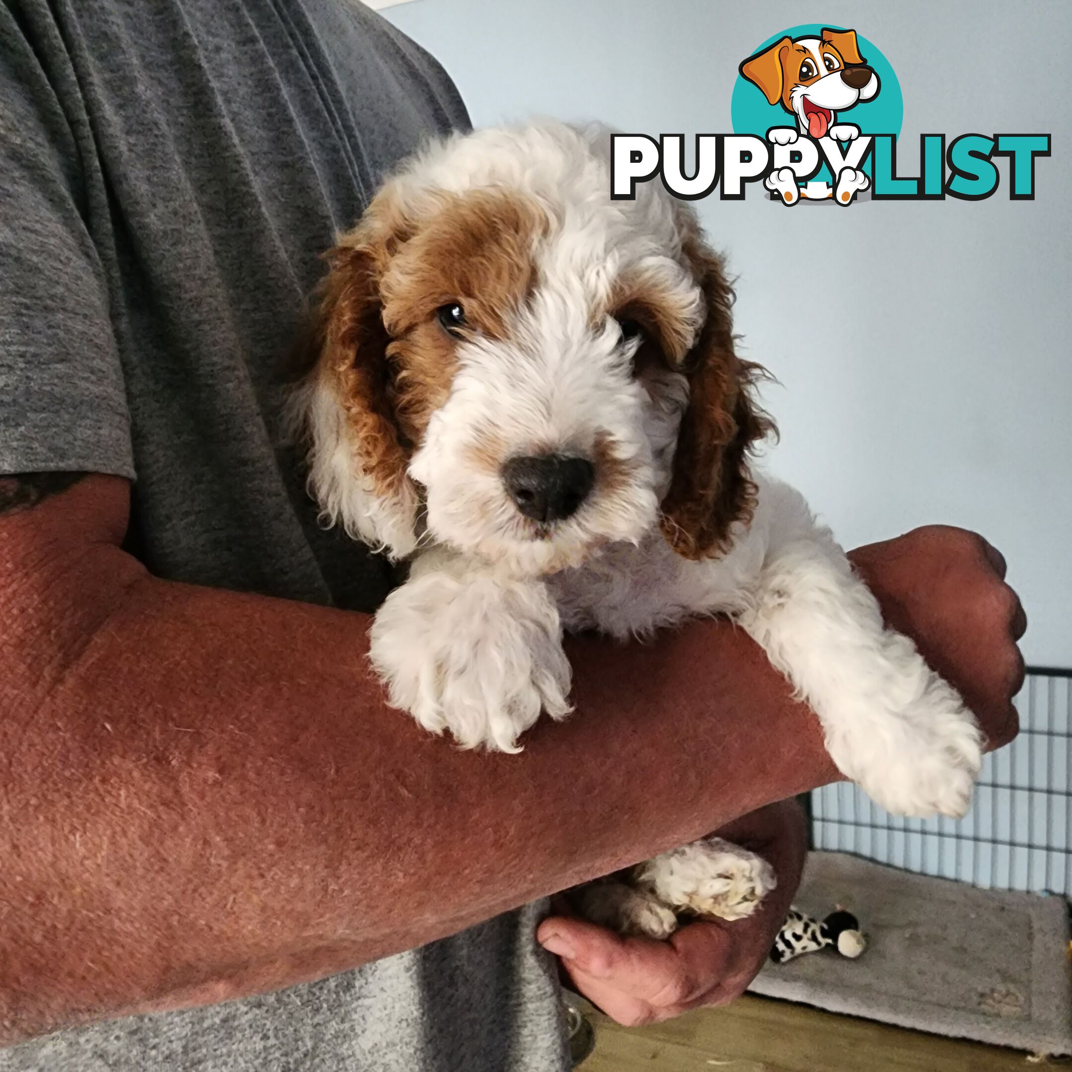 Cavoodle puppies