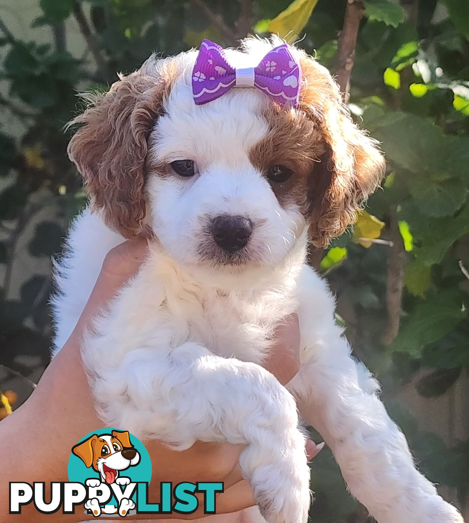 Cavoodle puppies