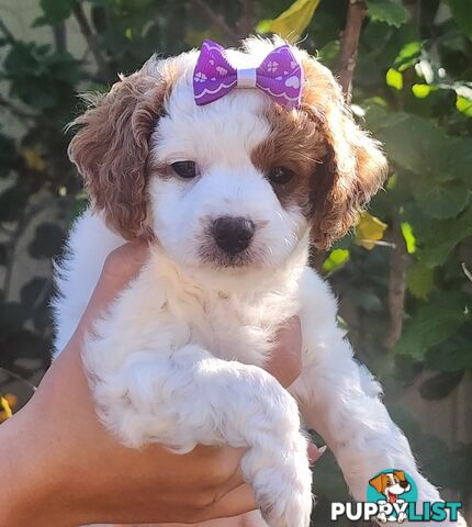 Cavoodle puppies