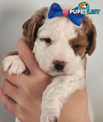 Cavoodle puppies