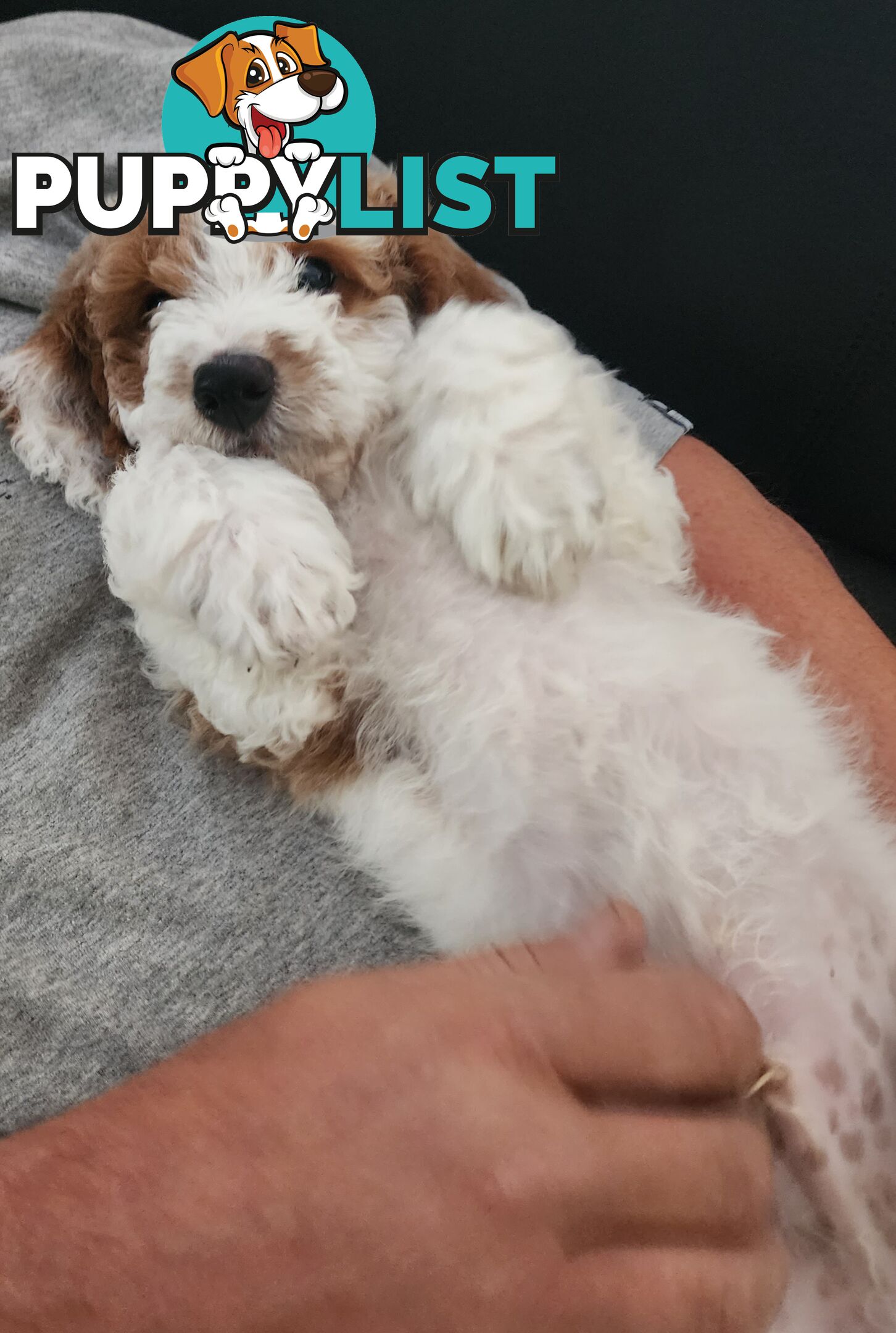 Cavoodle puppies