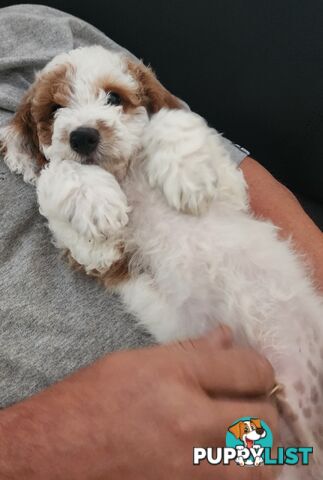 Cavoodle puppies