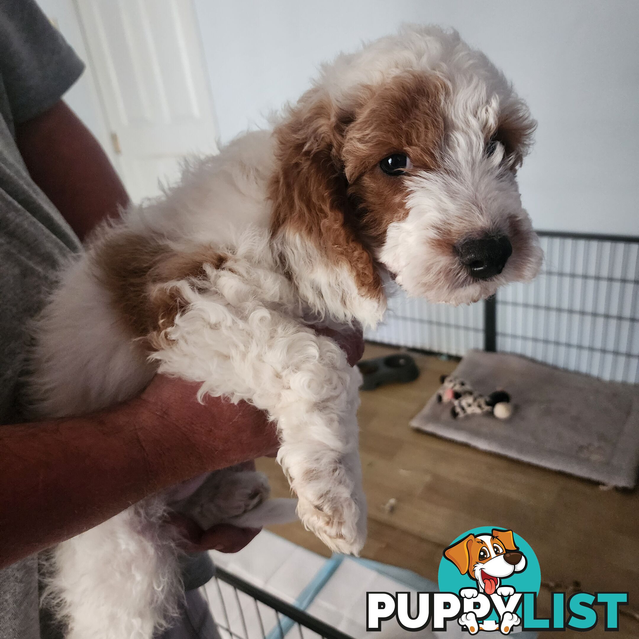 Cavoodle puppies