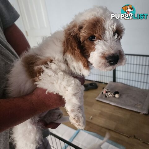 Cavoodle puppies