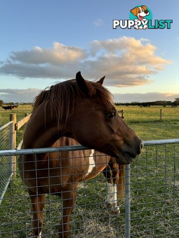 Handsome Horse For Sale