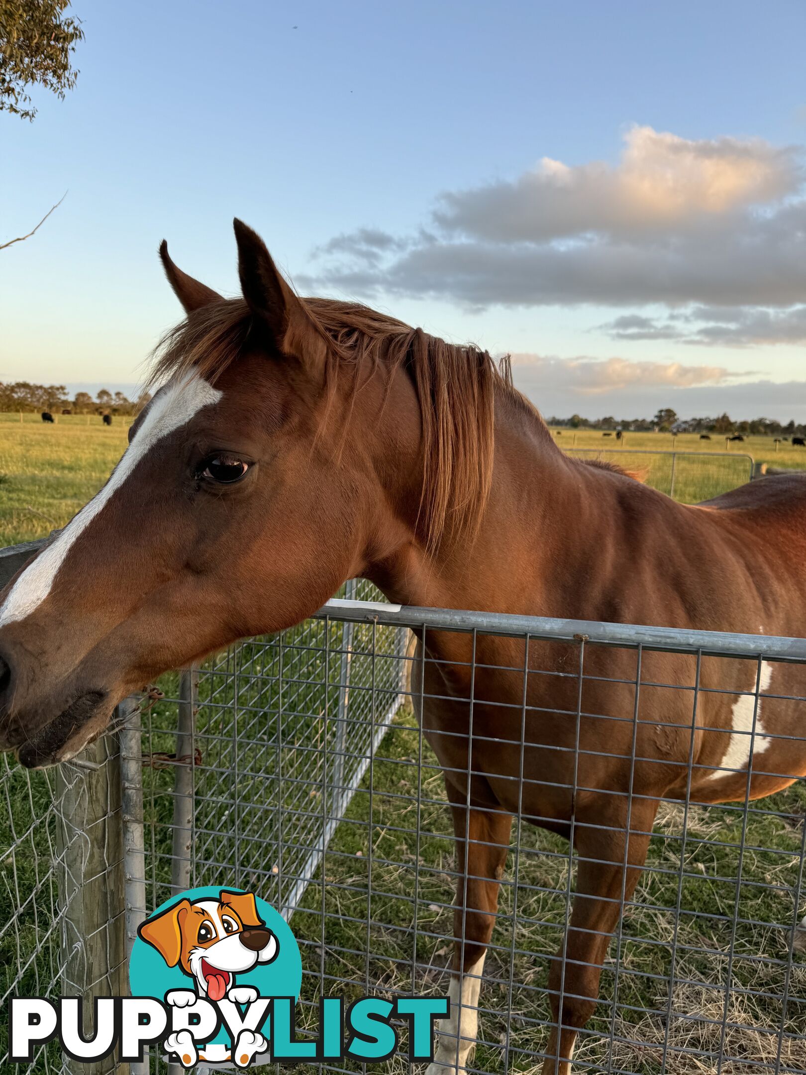 Handsome Horse For Sale