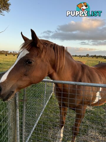 Handsome Horse For Sale