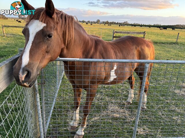 Handsome Horse For Sale