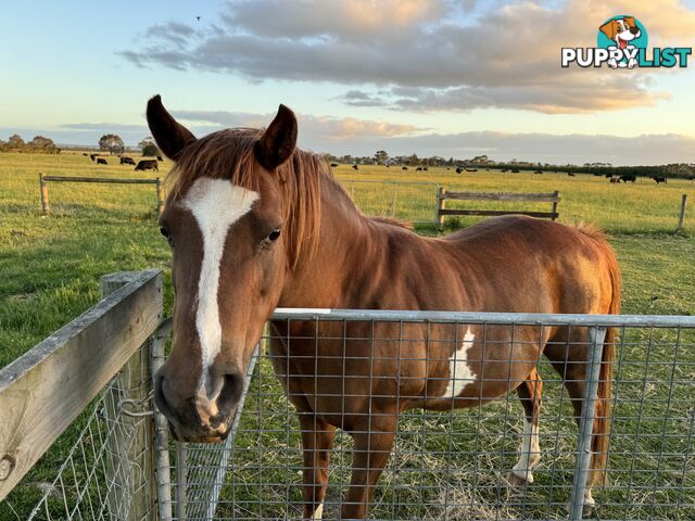 Handsome Horse For Sale