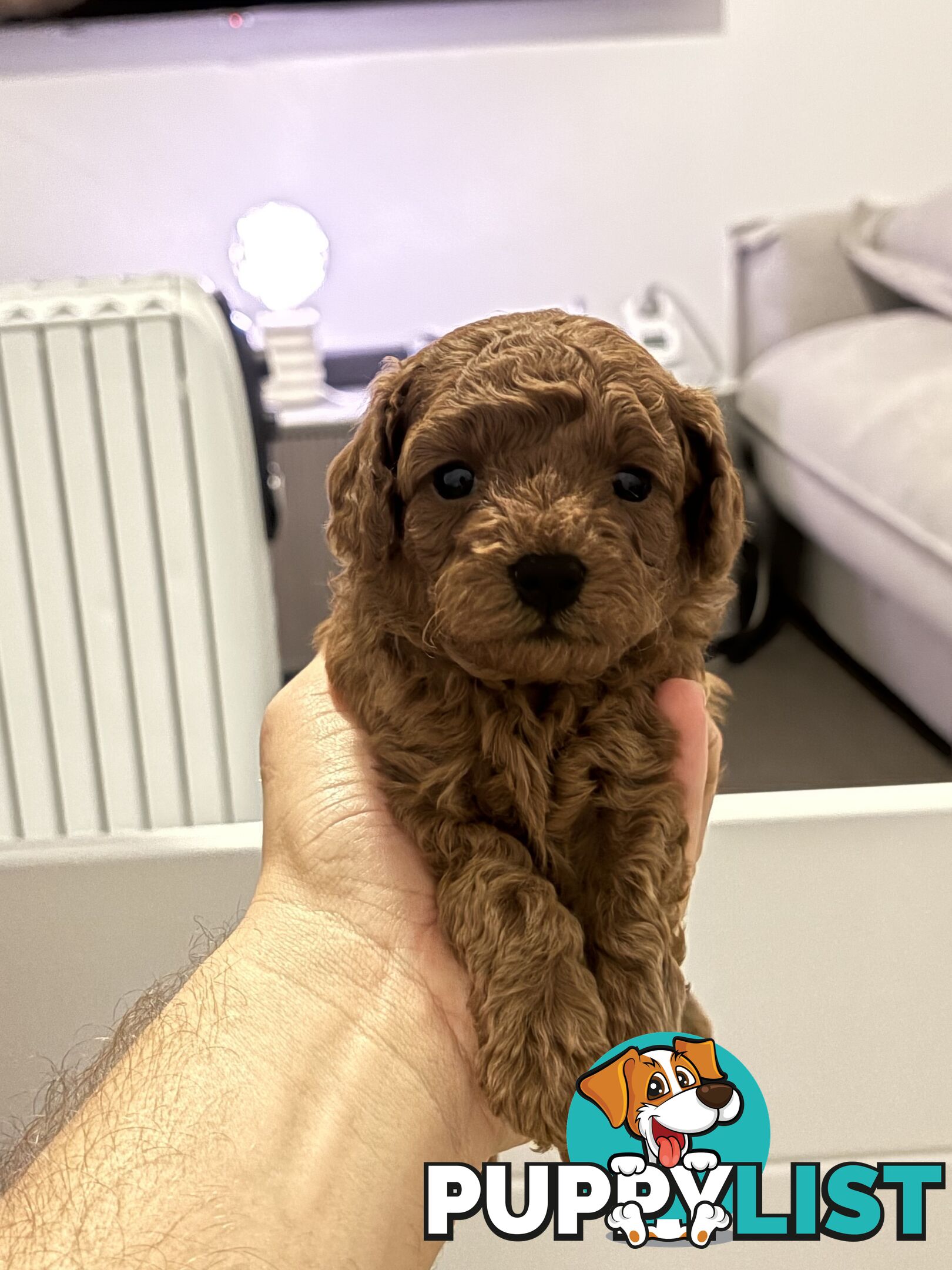F1B Toy Cavoodle 3 x Red Males - Available July 20th