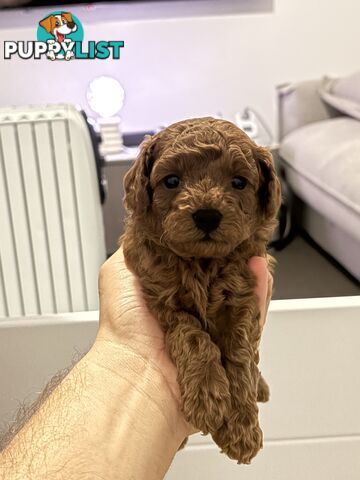 F1B Toy Cavoodle 3 x Red Males - Available July 20th