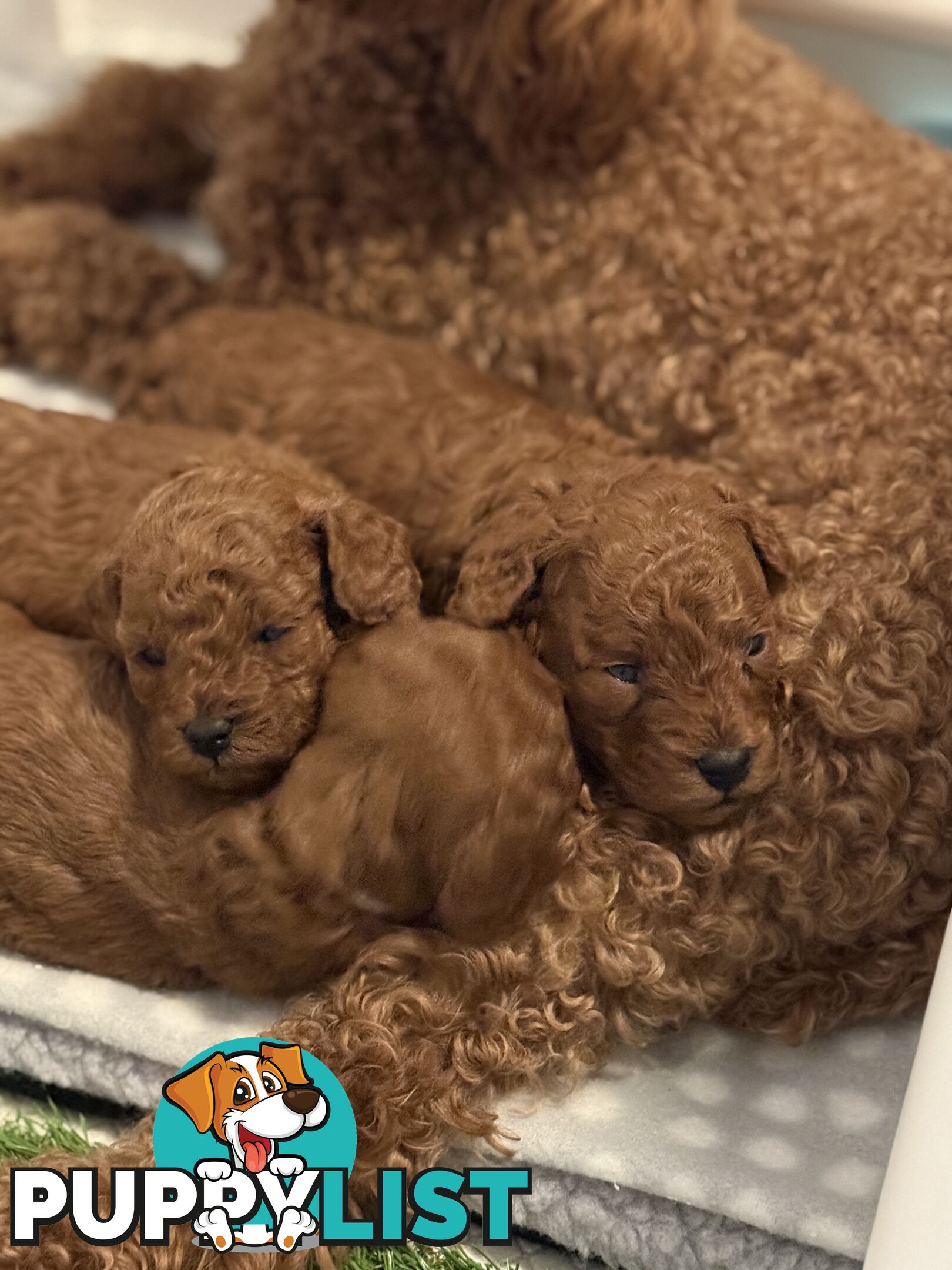 F1B Toy Cavoodle 3 x Red Males - Available July 20th