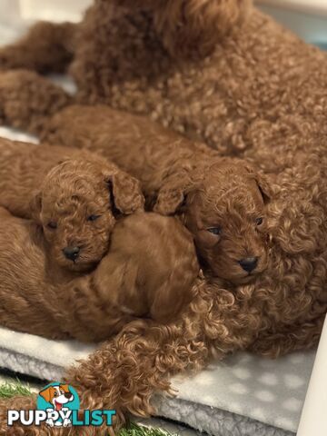F1B Toy Cavoodle 3 x Red Males - Available July 20th