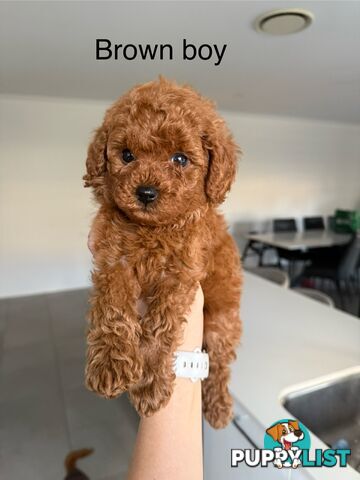 F1B Toy Cavoodle 3 x Red Males - Available July 20th