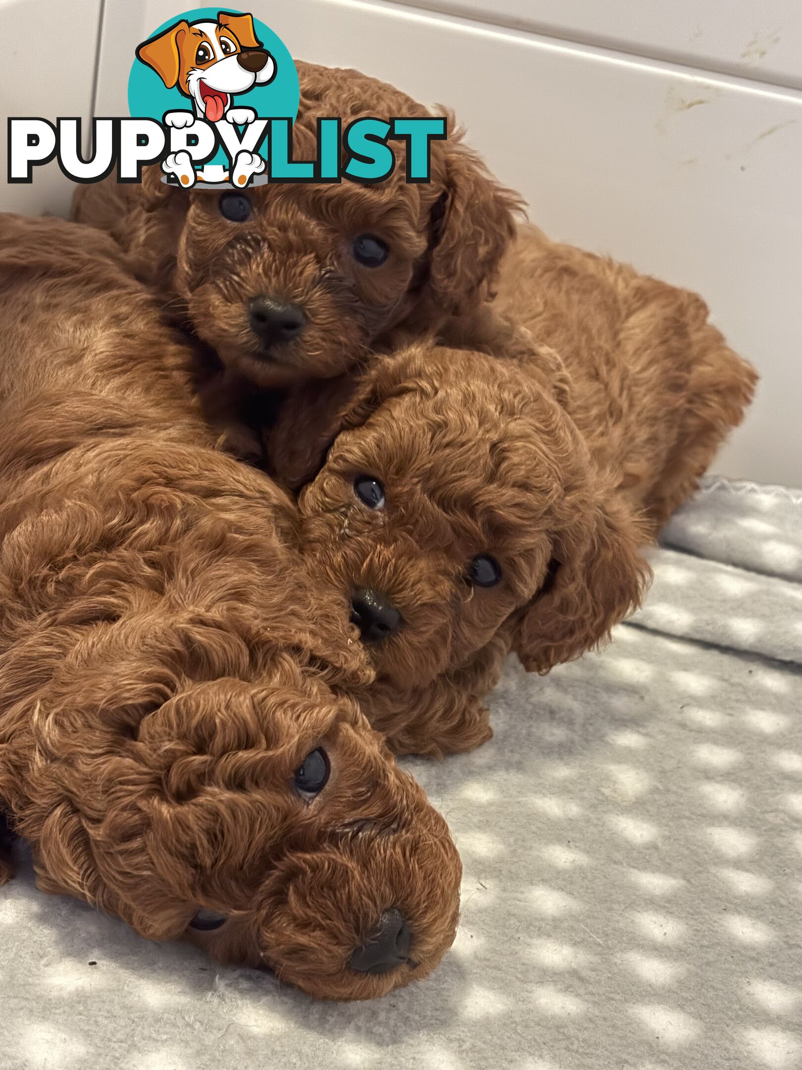 F1B Toy Cavoodle 3 x Red Males - Available July 20th