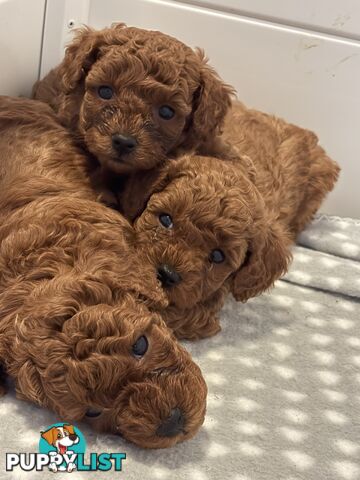 F1B Toy Cavoodle 3 x Red Males - Available July 20th